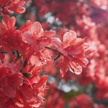 Rhododendron 'Fashion'