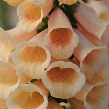 Aglaonema 'White Dalmation' 