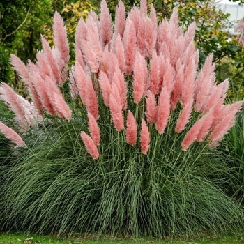 Cortaderia selloana 'Rosea' 