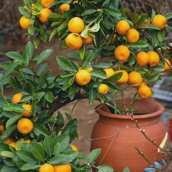 Citrus reticulata 'Owari' 