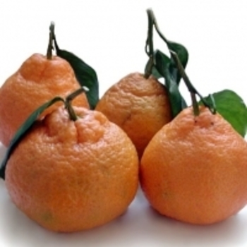 Citrus unshiu 'Miho Wase' 