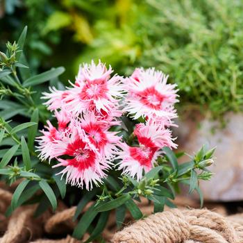 Dianthus Supra 'Cherry Picotee' (321305)
