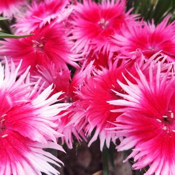 Dianthus Supra 'Cherry Picotee' (321307)