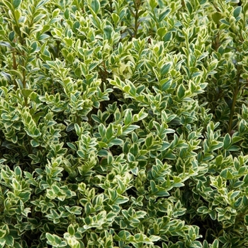 Ligustrum japonicum 'Jack Frost'