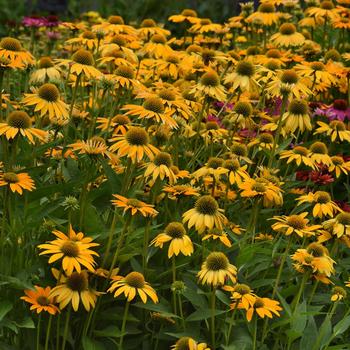 Echinacea 'Ombre Yellow' USPP24757P2