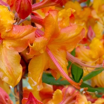 Rhododendron 'Tallulah Sunrise' 