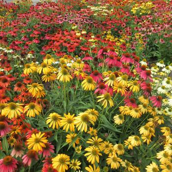 Echinacea 'Cheyenne Spirit' 