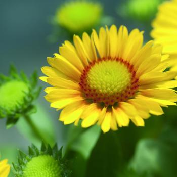 Gaillardia aristata 'Arizona Apricot' (321320)