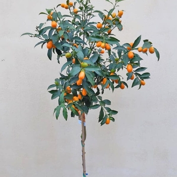 Fortunella margarita 'Nagami'