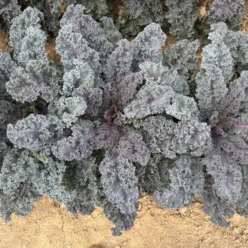 Brassica oleracea 'Rubybor' (321337)