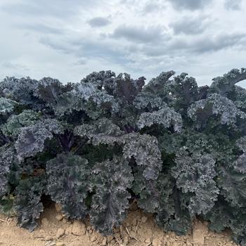 Brassica oleracea 'Rubybor' (321339)