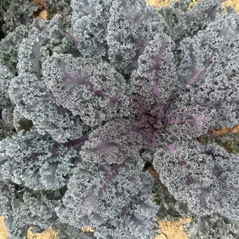 Brassica oleracea 'Rubybor' (321340)