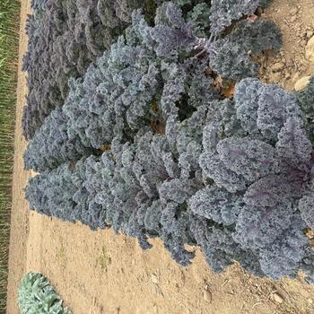 Brassica oleracea 'Rubybor' (321341)