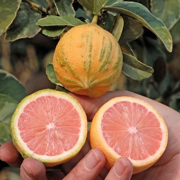 Citrus limon 'Eureka Variegated Pink'