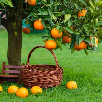 Citrus sinensis 'Hamlin'