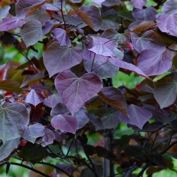 Cercis canadensis 'JN400' PPAF