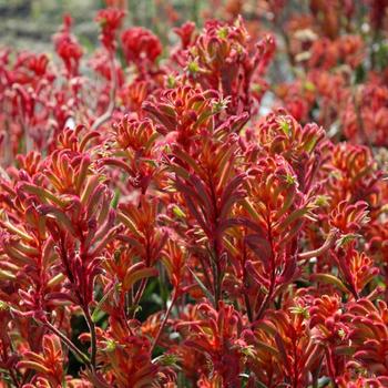 Anigozanthos Bush Gems&reg; 'Bush Blitz' (321363)