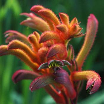 Anigozanthos Bush Gems&reg; 'Bush Blitz' (321364)