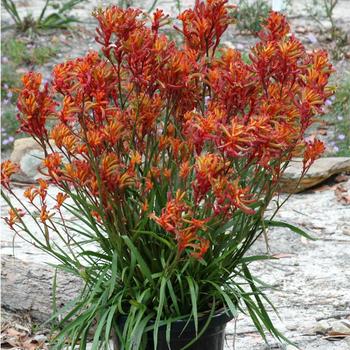Anigozanthos Bush Gems&reg; 'Bush Blitz' (321365)
