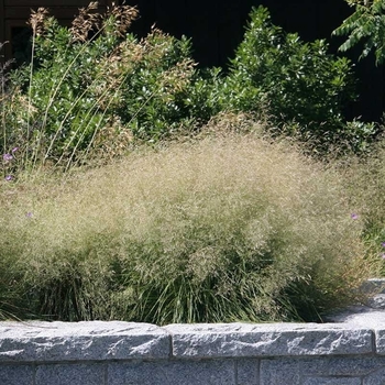 Deschampsia caespitosa 'Goldgehange'