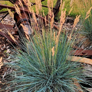 Festuca 'Cool as Ice'
