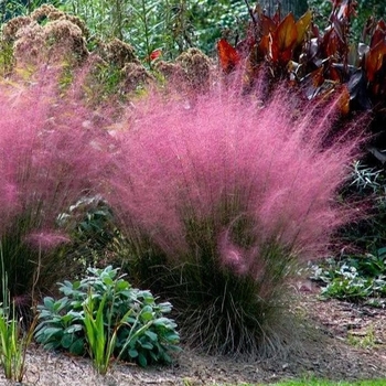 Muhlenbergia capillaris 'Pink Cloud'