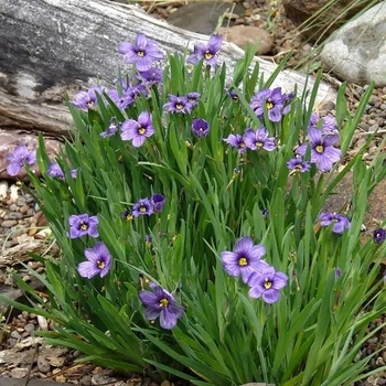 Sisyrinchium bellum 'Rocky Point' 