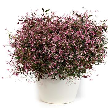 Euphorbia hypericifolia 'Starblast Pink' (321387)