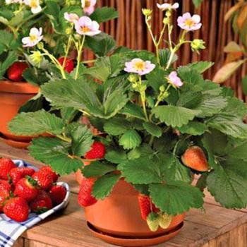 Fragaria ananassa