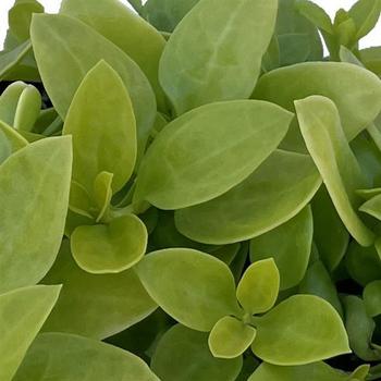 Aptenia cordifolia 'Golden Cascade' 