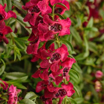 Angelonia angustifolia 'Balangflran' PP35843
