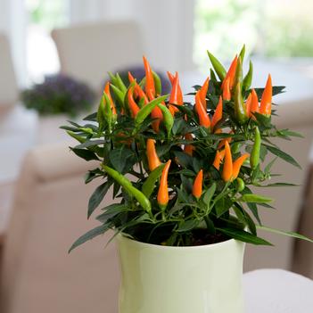 Capsicum annuum 'Santos Orange' 