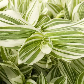 Tradescantia 'Pistachio White' 