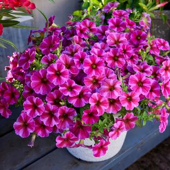 Petchoa SuperCal&reg; Premium 'Rose Star' (321400)