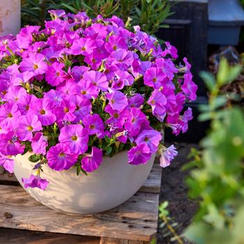 Petchoa SuperCal&reg; Premium '' (321401)