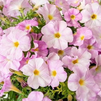 Petchoa 'Pink Mist' PP30996