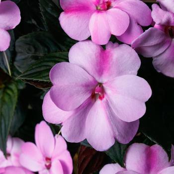 Impatiens SunPatiens® '' (321403)