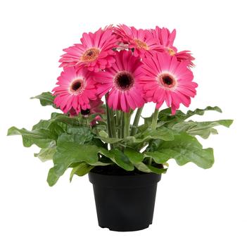 Gerbera jamesonii 'Joybera Pink' 