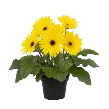 Gerbera jamesonii 'Joybera Yellow' 