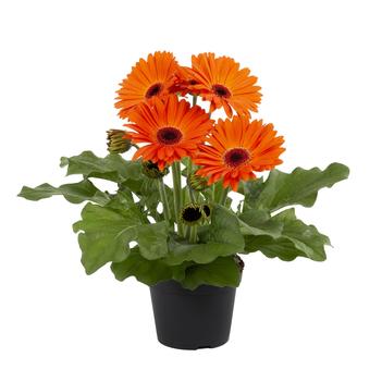 Gerbera jamesonii 'Joybera Orange' 