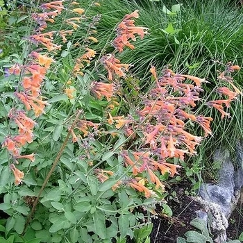 Agastache 'Apricot Sunrise'