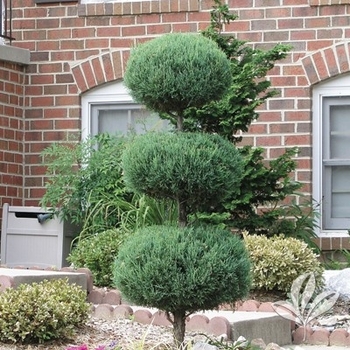 Juniperus virginiana 'Hetzii' 