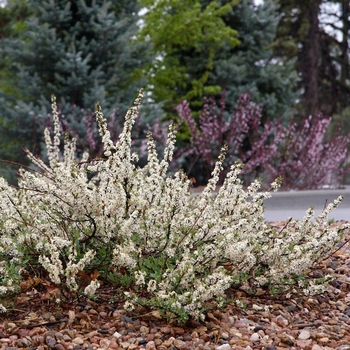 Prunus besseyi 'Pawnee Buttes&reg;' PP20,564