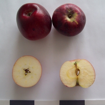 Malus domestica 'Liberty'