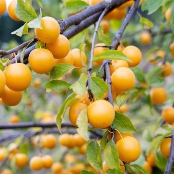 Prunus salicina 'Byrongold'