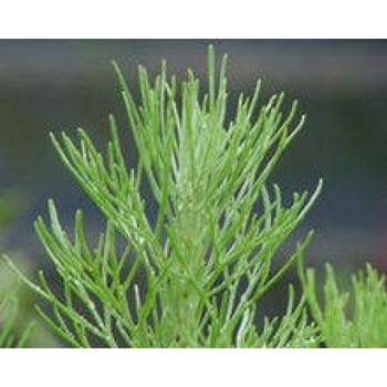 Pittosporum crassifolium 'Variegatum' 