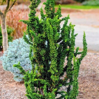 Chamaecyparis obtusa 'Chirimen' 