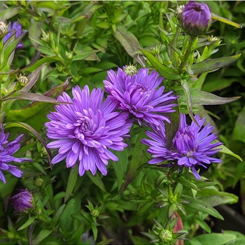 Aster novi-belgii 'Barbados' PP#1,184