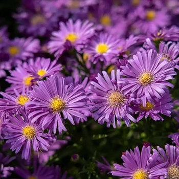 Aster novi-belgii 'Tonga' PP20597P2