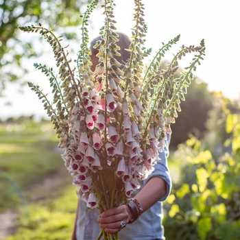 Digitalis purpurea 'Pam's Choice Split' 